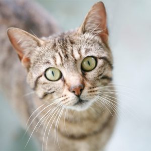 ReptiHydro Coconut Fiber Substrate