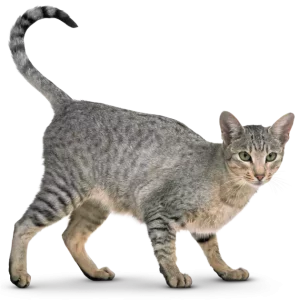 FurDetox Digestive Supplement