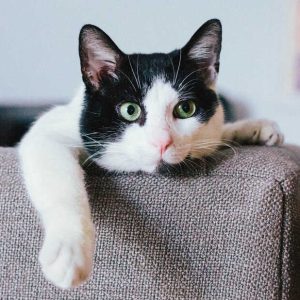 PuppyFresh Deodorizing Mist