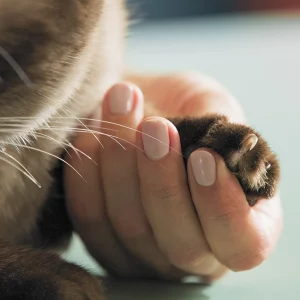 VetCare Oral Health Chews