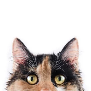 CanineSoothe Hot Spot Gel