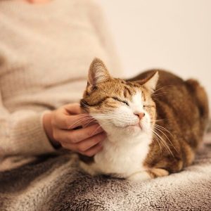 KittyRelief Hairball Remedy